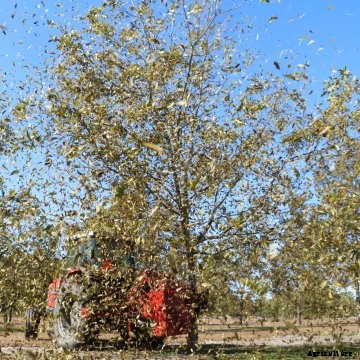pecan tree harvest