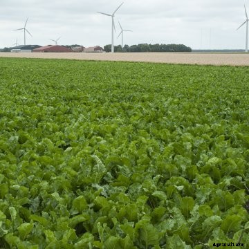 Mendix is working with the European Cosun Beet Company to optimize sugar beet yields through a Beet Advisory System.