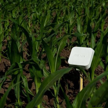 RealmFive in a corn field