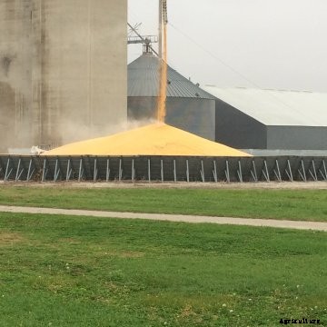 A large corn pile at an elevator.