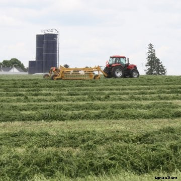 A tractor in an alfalfa field.