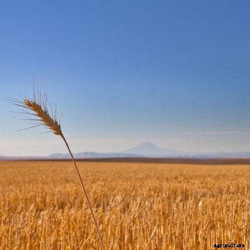 A wheat field with mountains in the background.