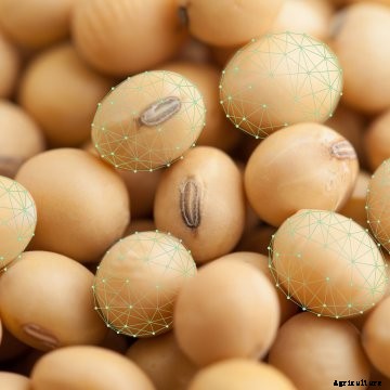 PhotoSeed technology, slated to debut in 2024, increases the ability of soybeans to capture carbon and sunlight.