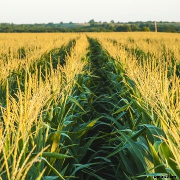 Companies say partnership will enable agronomists to better detect field issues in real-time.