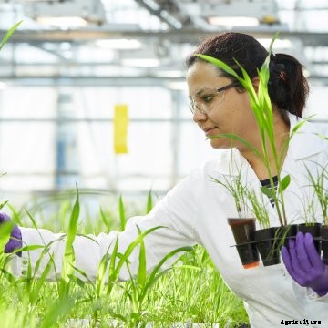 A five-way herbicide-tolerant stack is also in the works from Bayer. 