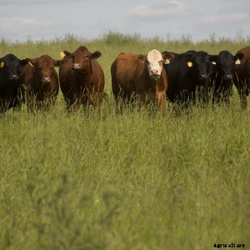 A group of cattle in a pasture.