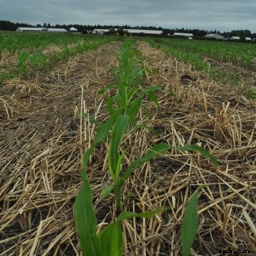 This is the final safety certificate for import and food/feed use from China’s Ministry of Agriculture and Rural Affairs.