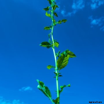 If every waterhemp and Palmer amaranth plant could be made male, the population would theoretically crash after a few generation