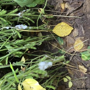 28330plantdiseaseapps