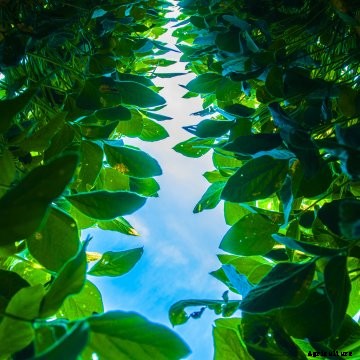 Enko Chem is using advanced pharmaceutical discovery and predictive analytics to find new crop protection products.