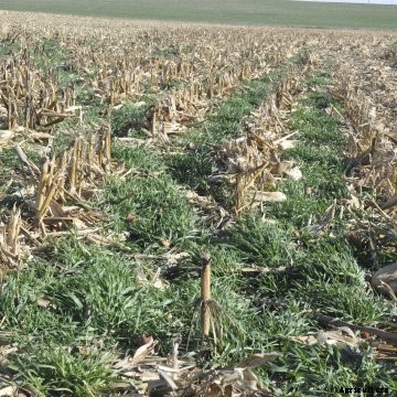 A cornfield with cover crops.