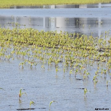 a flooded Iowa corn field