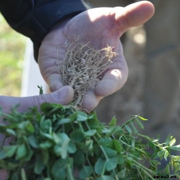 A close-up of cover crop roots.