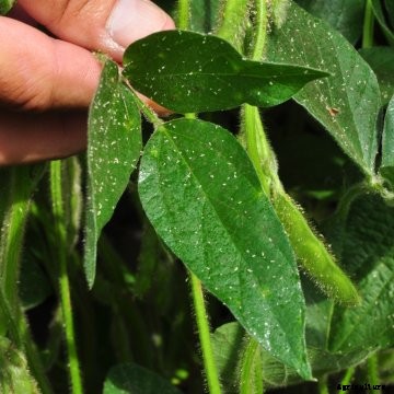 Soybean aphids