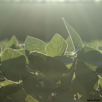 Yield 10 identifies novel yield traits for oilseed crops.