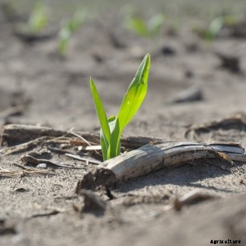 Joyn Bio and NewLeaf Symbiotics have formed a new partnership. 