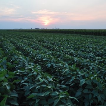 Inari is a new seed company that uses breeding tools like multiplex editing. 