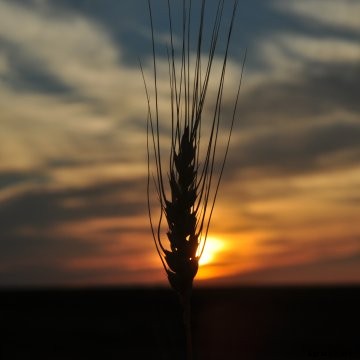 Wheat is one crop that can be produced for a specific end use. 