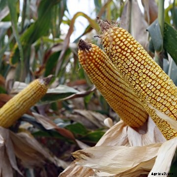 Corn ear husks pulled back.