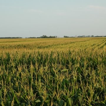 Now is a good time to assess rootworm damage in your fields. 