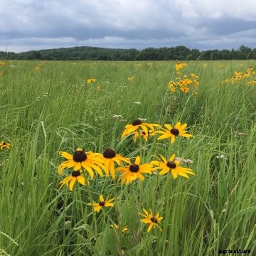 Wildflowers bloom on CRP land in Iowa