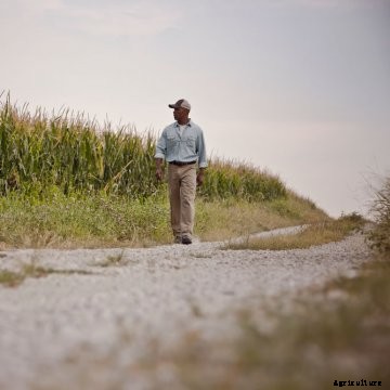 A farmer walking next to a corn field.