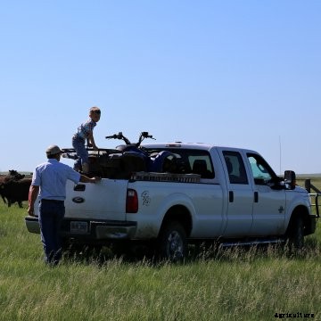 A white ranch truck in a pasture of cows with a father and son