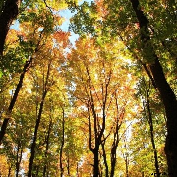Managed forest with fall colors