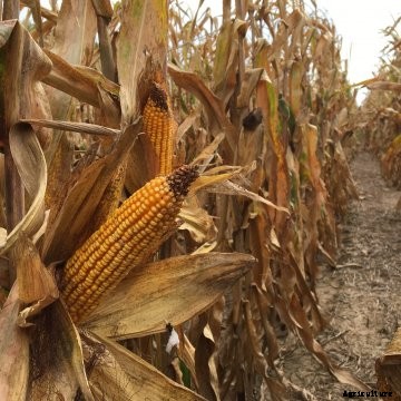 A cornfield in Kansas.