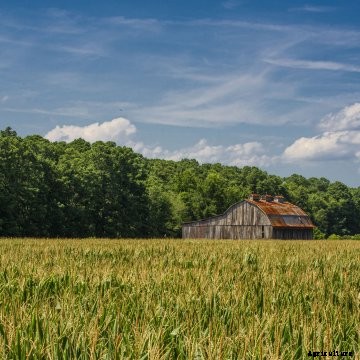 An old barn sits in a tassled corn field against a blue sky 