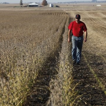A farmer walks through a soybean field near harvest.