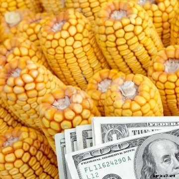 Corn ears with money.