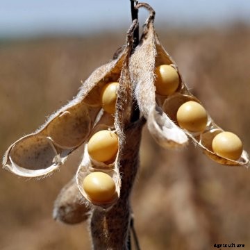 Soybeans with pod open