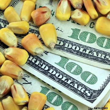 Corn kernels on a $100 bill.