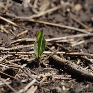 Newly Emerged Corn