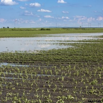 A flooded corn field early in the season.