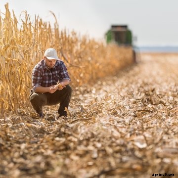 A young farmer inspecting a corn field.
