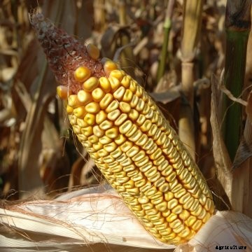 Corn ear husk pulled back.