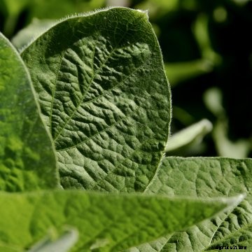 A soybean leaf.