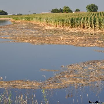 A flooded corn field near harvest.