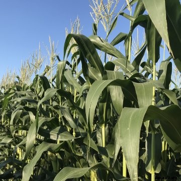 Field of tasseling Illinois corn