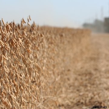 Soybeans at harvest with combine in the background.