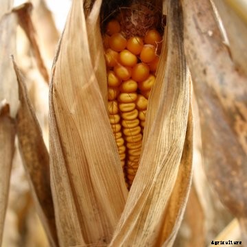 Corn ear at harvest.