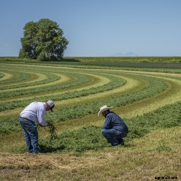 Colorado farmers look at a field of freshly mowed alfalfa