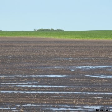 In some rain-soaked fields, prevented planting insurance coverage may be the only option for farmers.
