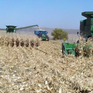 Two John Deere combines harvesting corn.