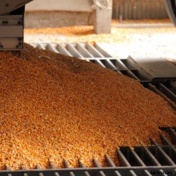 Corn dumping at an elevator.