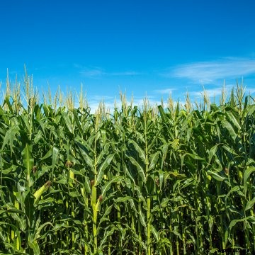 A corn field in the middle of summer.