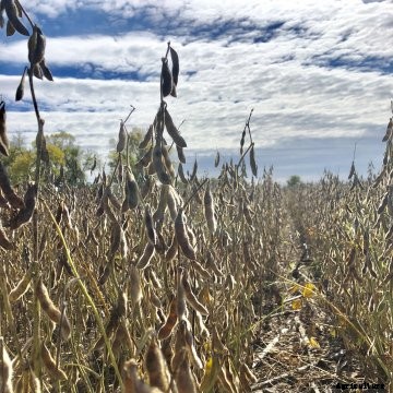 Soybean_Kansas