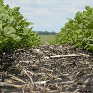 Soybeans in a no-till field.